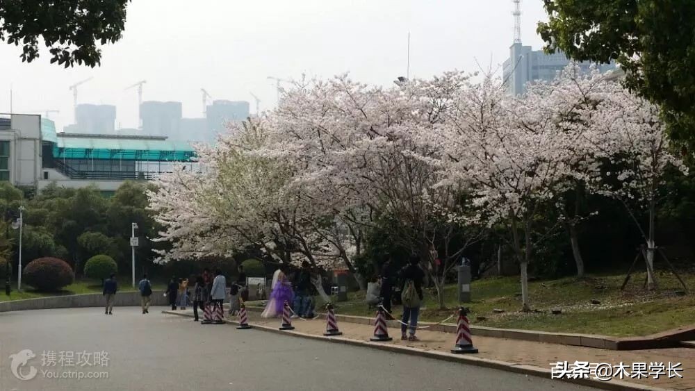 最佳赏樱攻略,2021赏樱攻略来啦快来看