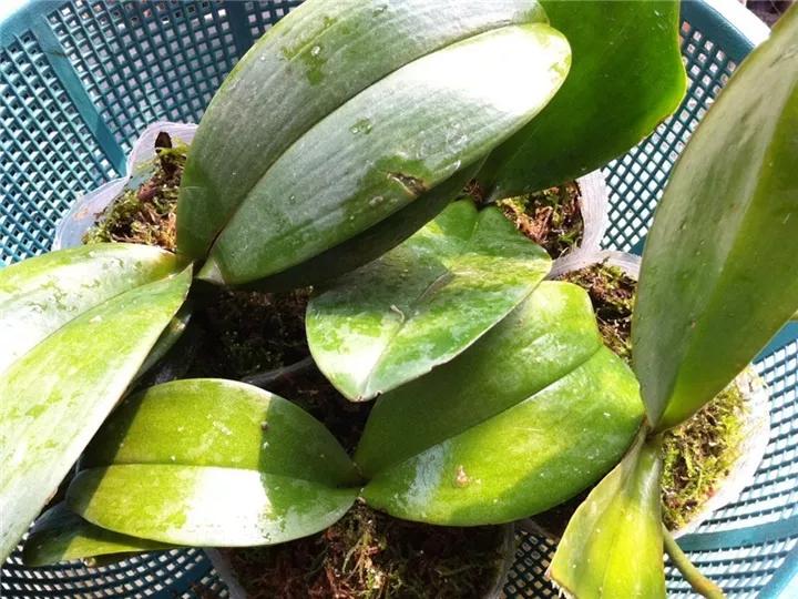 这6种碎渣渣，养花当土又当肥，比激素还有劲儿