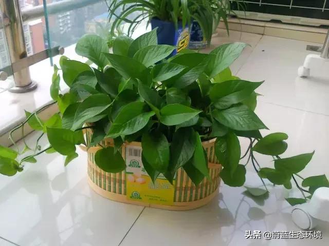 除甲醛的绿植有哪些比较好养,除甲醛的绿植推荐