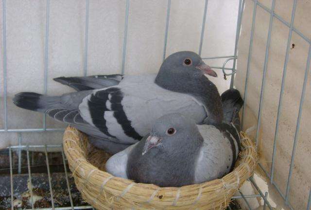 赛鸽七天内怎么调理到巅峰状态,赛鸽比赛有几种方法
