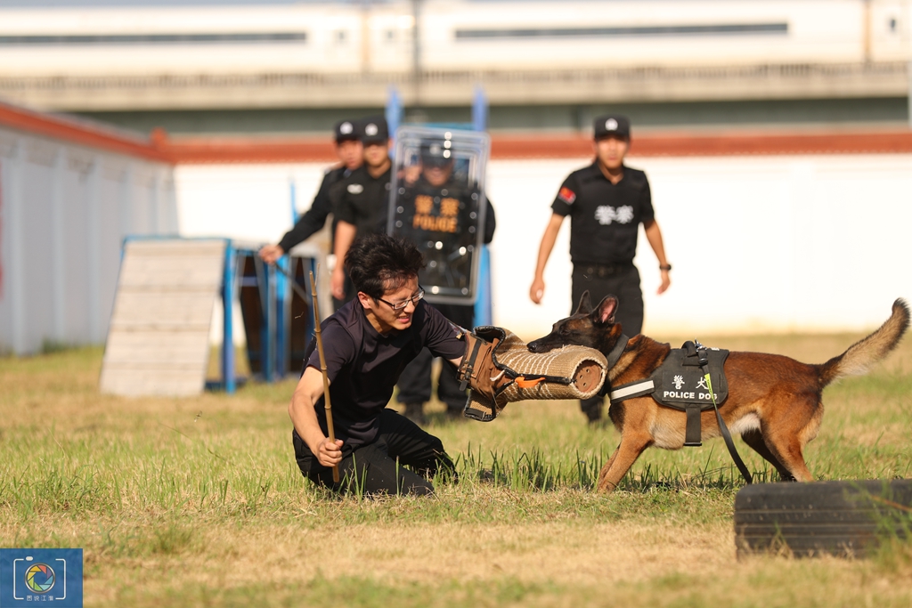 警犬训犬师的工作和生活,如何成为一名合格的警犬训导员