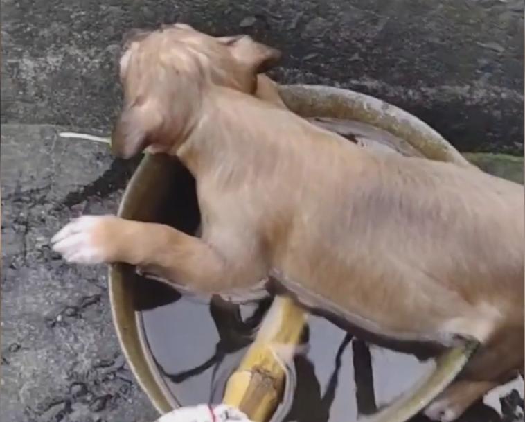 成都男孩救狗溺亡的妈妈,四川大水狗妈妈救小狗