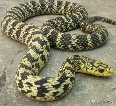 在河里钓鱼遇到大黑蛇真实事件,野钓遇到蛇的真实事件