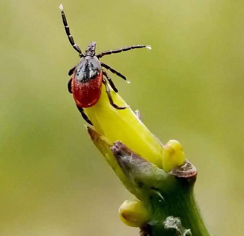 怎么预防在景区被毒虫叮咬,出游当心蜱虫叮咬