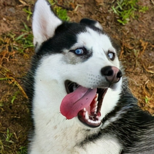 为什么这些狗狗价格这么高,比较贵的宠物狗有哪几种