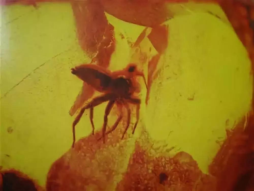 琥珀的形成过程简单介绍,原来琥珀是这么来的