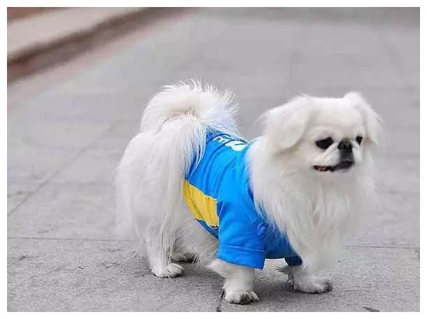 狗狗品种大全及介绍,狗狗品种大全带你走进狗狗的世界