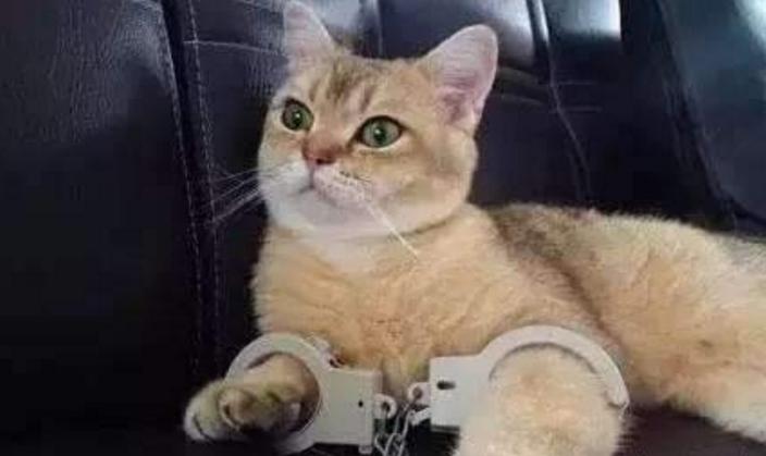 猫咪乱拉乱尿如何惩罚,猫咪咬人挠人怎么惩罚是正确的