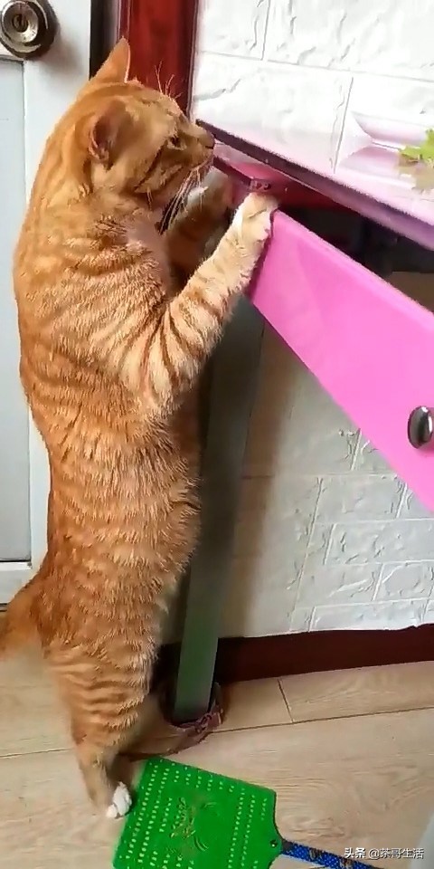 橘猫贪吃偷狗粮,英短胖猫偷吃搞笑视频