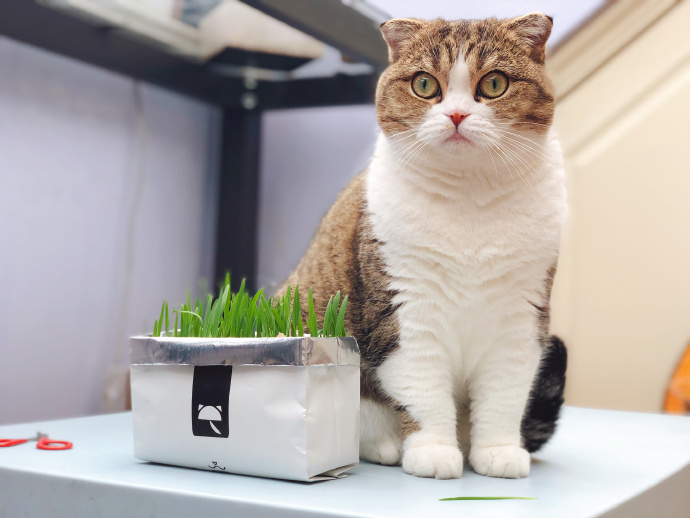 田园猫常见的8个品种,田园猫最厉害的是什么猫