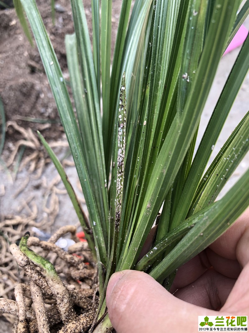 兰叶长介壳虫怎么处理,白兰蚧壳虫