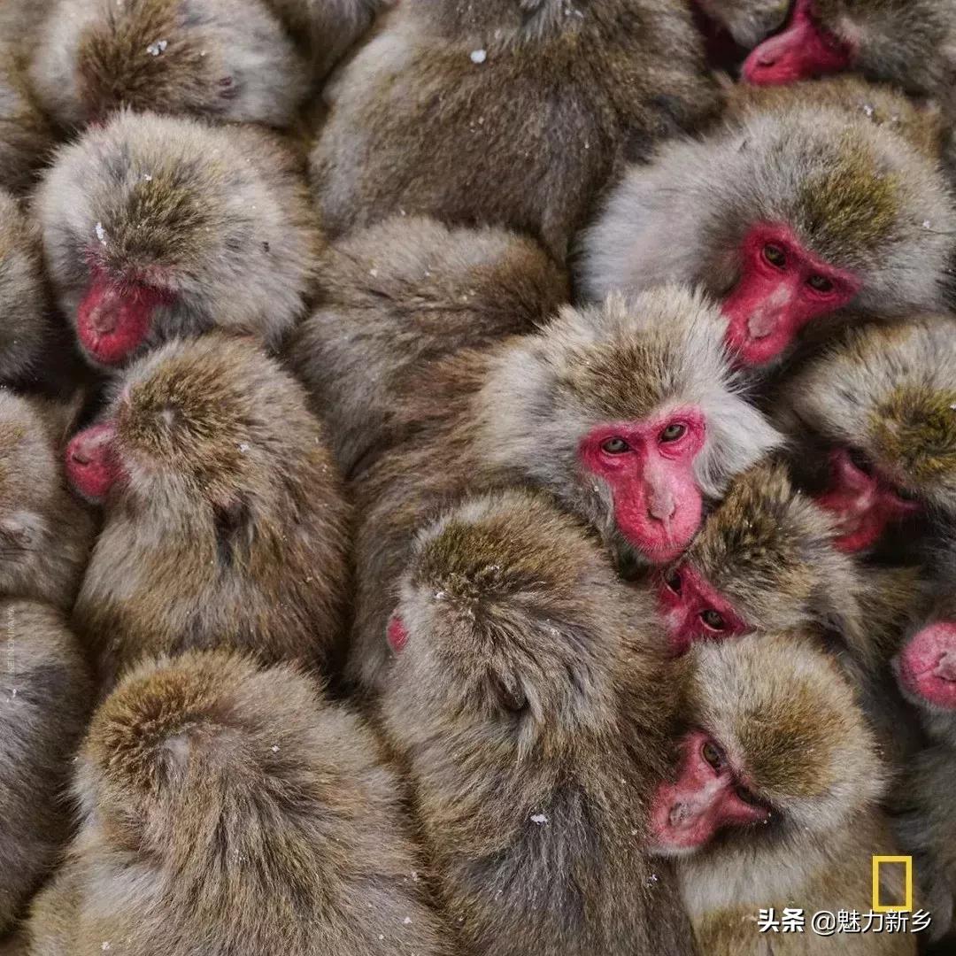 摄影欣赏:大开眼界,美国国家地理拉美官网的精彩大片