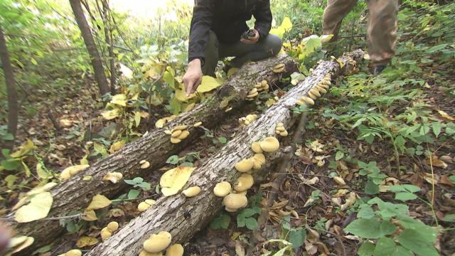抚松县原始森林,吉林抚松森林