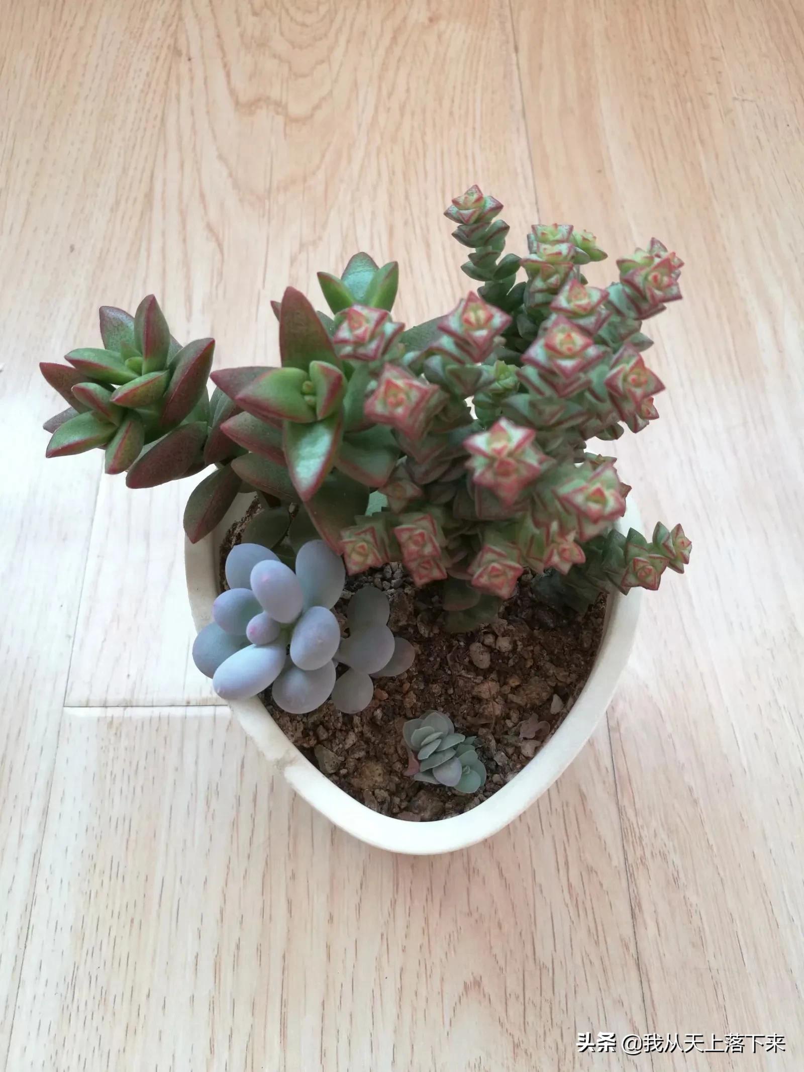 89种常见多肉植物品种图，实物拍摄，还不认识的小伙伴赶紧收藏好