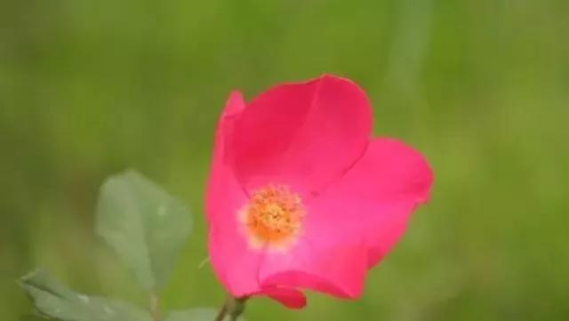 一万年一次的2020520;一起认识100种玫瑰~别送错啊