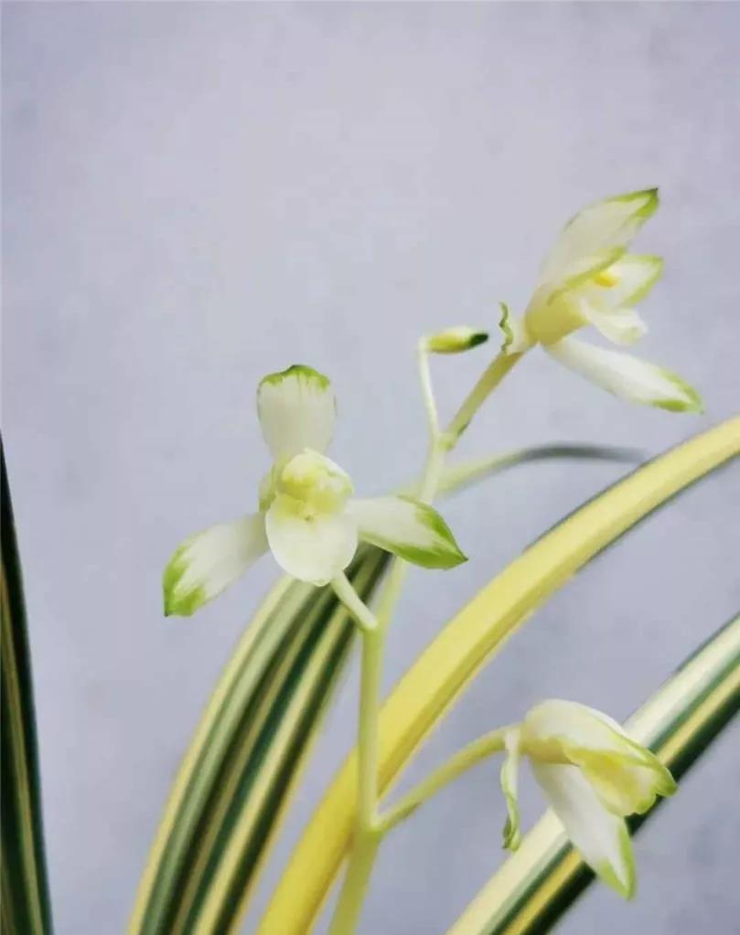 稀有建兰名贵品种,建兰顶级白花品种