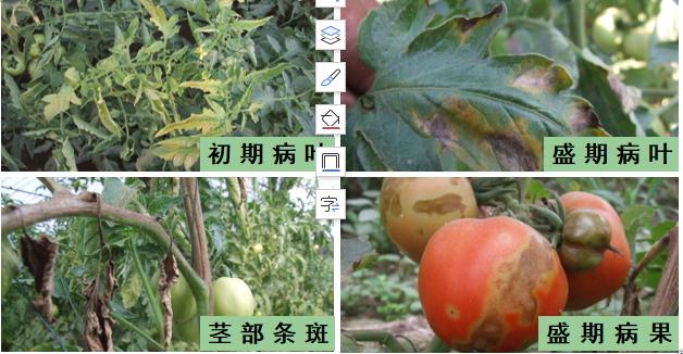 西红柿转色慢怎么解决,西红柿转色的最佳温度