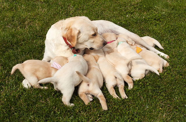 拉布拉多产后怎么护理拉布拉多产后易患的疾病有这些