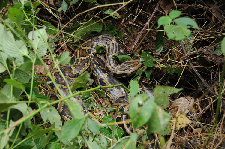 蟒蛇活吞一条蛇,福建泉州蟒蛇吞80多斤羊