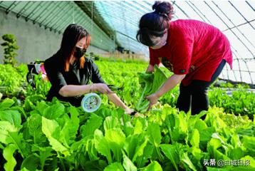 大安农业大棚,大安大棚蔬菜种植基地地址