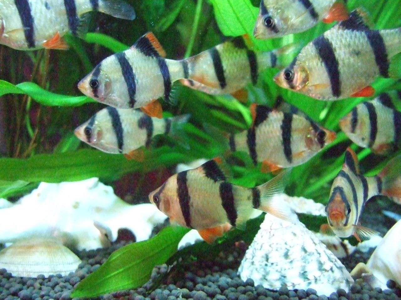 鱼缸死鱼是挡煞吗,鱼缸死鱼为什么放冰箱