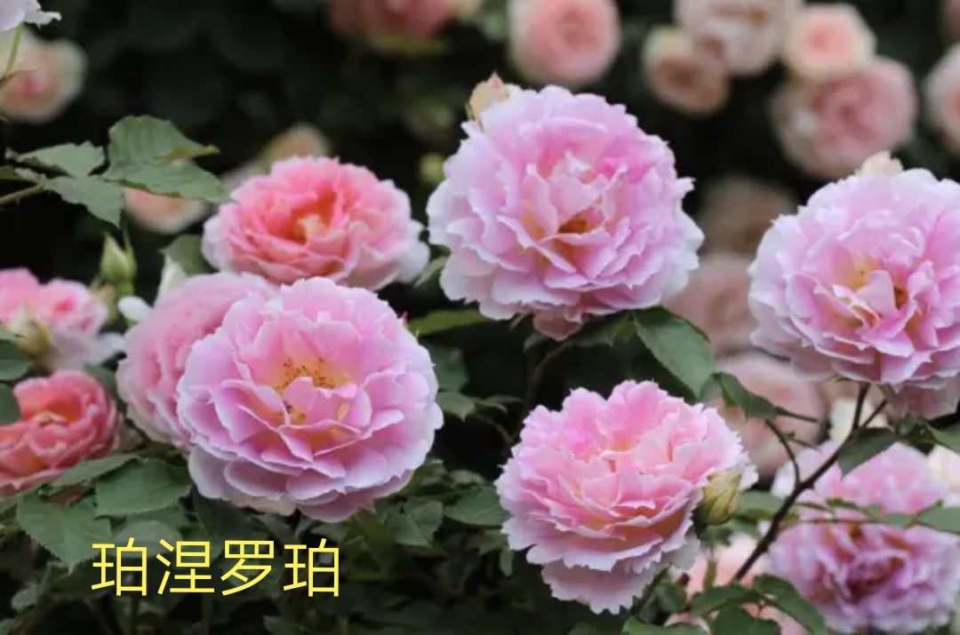 2020年木村卓功月季新品,木村卓功的月季都比较耐阴吗