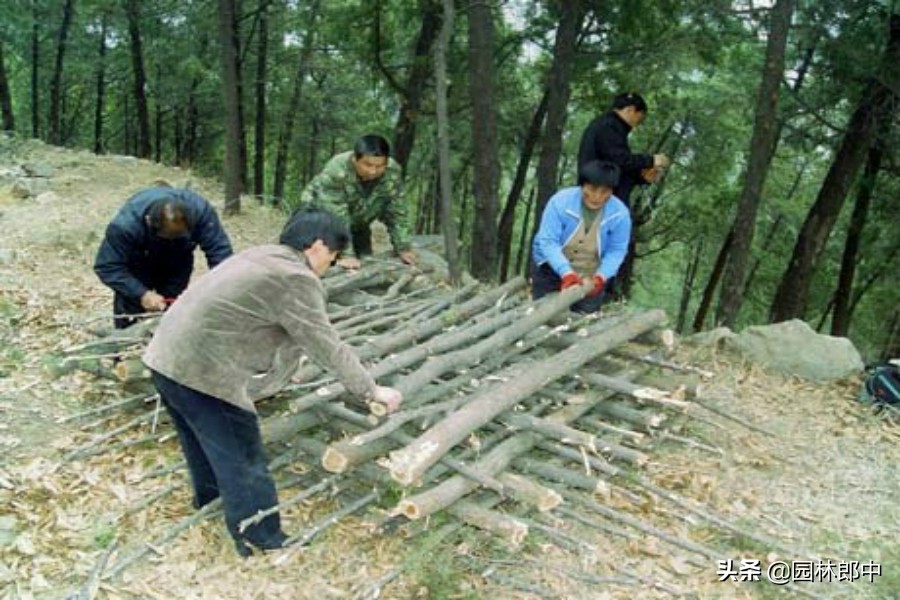 树底下掉一堆木屑是什么虫害,树从里面掉木屑怎么处理