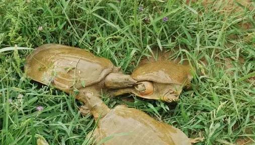 家庭小甲鱼养殖新手入门,家庭养小甲鱼视频教程