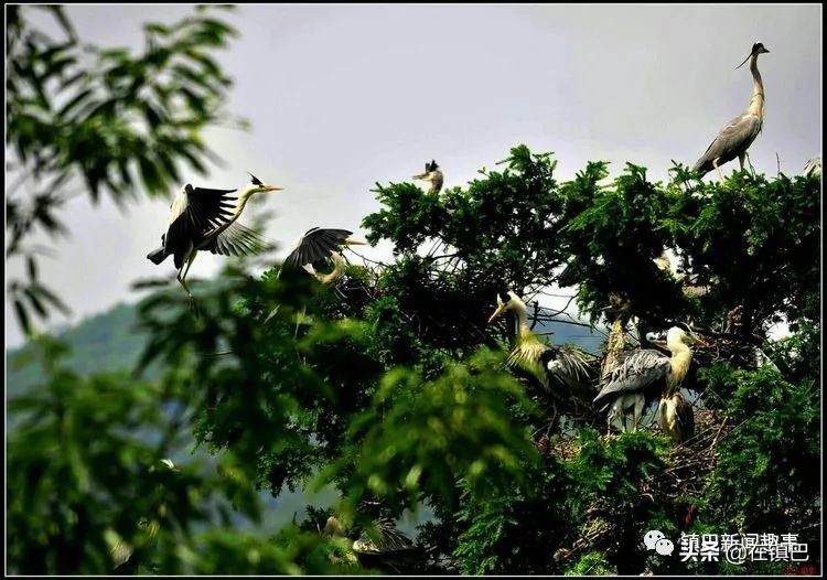 镇巴最美四月天——碾子