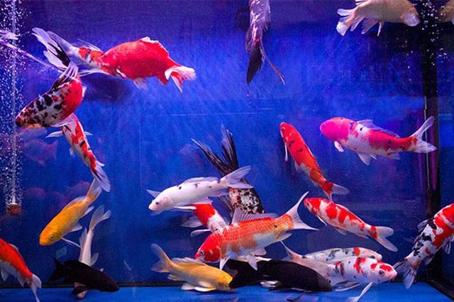 饲养大型冷水观赏鱼有哪些,冷水观赏鱼可以用加温棒吗