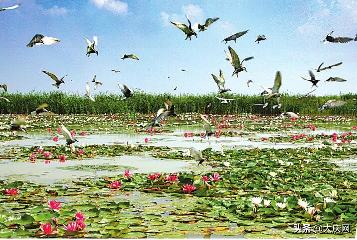 大庆还有这么美的地方,大庆是座美丽的城市
