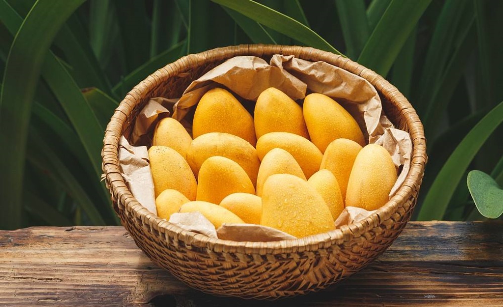 芒果种子怎么种才发芽,芒果树长什么样