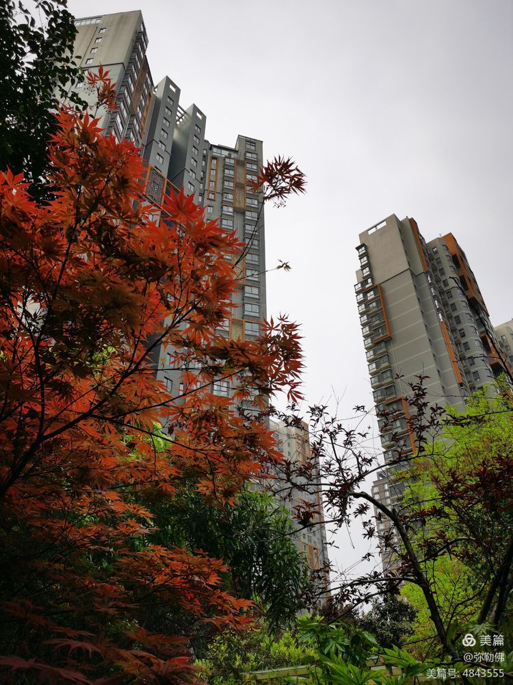 高新枫林华府住房,高新枫林华府小区评测