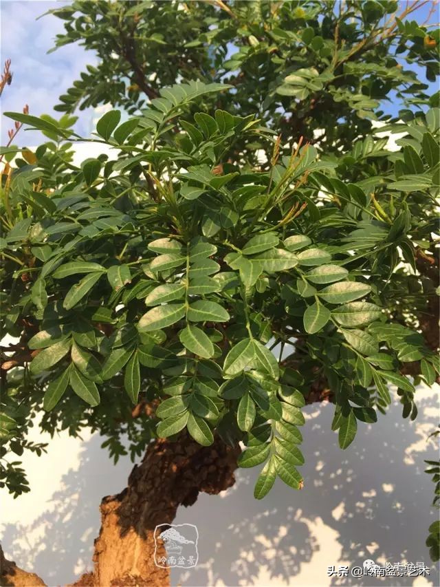 杂木盆景也毫不逊色,杂木盆景值钱吗