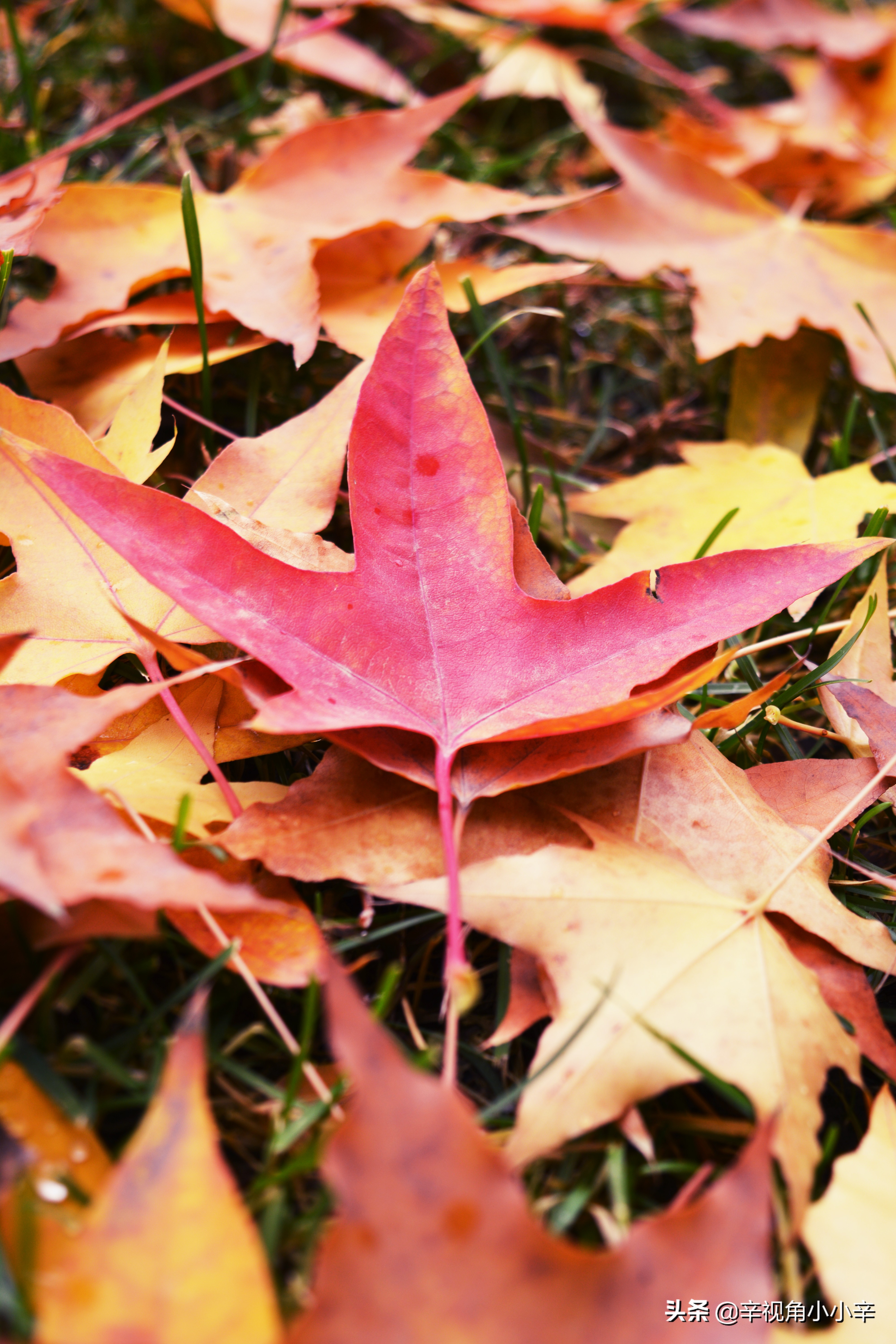 大望京公园红叶,红叶公园北京