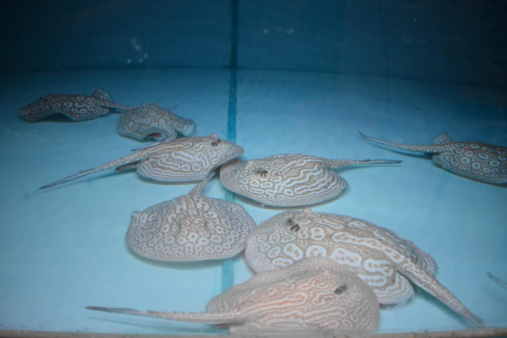 楠羽养鱼经全集,楠羽魟鱼