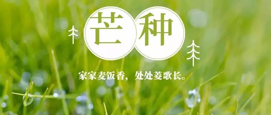 芒种时节忙种田图片,芒种时节可以做什么