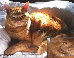 我家猫为什么莫名其妙的死了,我家猫为何越来越瘦