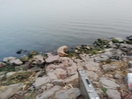 本汀金迦潘强弓视频,本汀金迦潘强弓评测