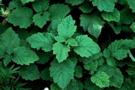 乌木男士香水100ml,高级木质香水推荐乌木沉香