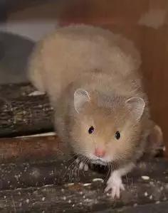 仓鼠种类短毛,仓鼠科普常见仓鼠种类