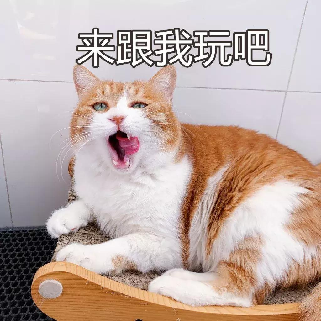 本国的猫可以听懂外国的猫叫吗 (中国的猫听得懂外国猫的叫声吗)
