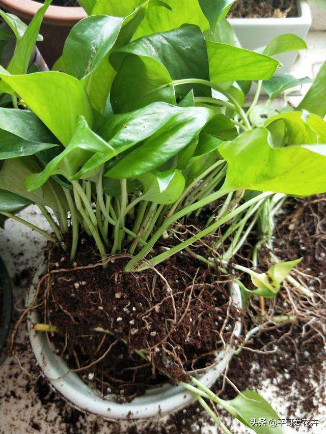 绿萝这样浇水不黄叶不烂根,绿萝怎么养才不会黄叶使叶绿肥厚