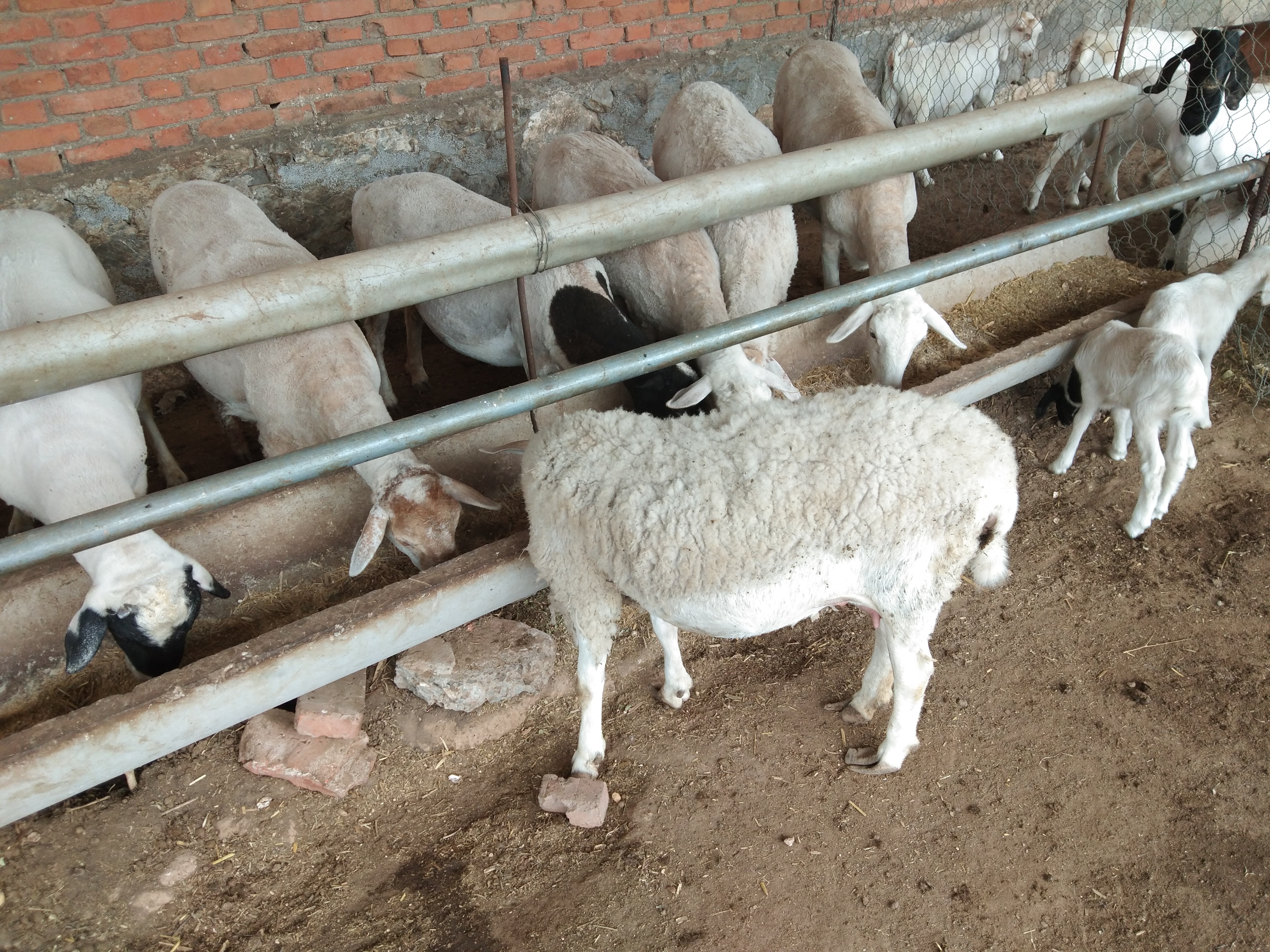 育肥羊喂豆腐渣的好处,豆腐渣喂羊的正确吃法