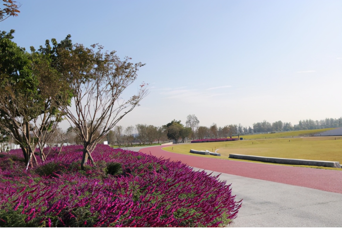 双流空港花田看飞机降落最佳地点,双流空港花田飞机场