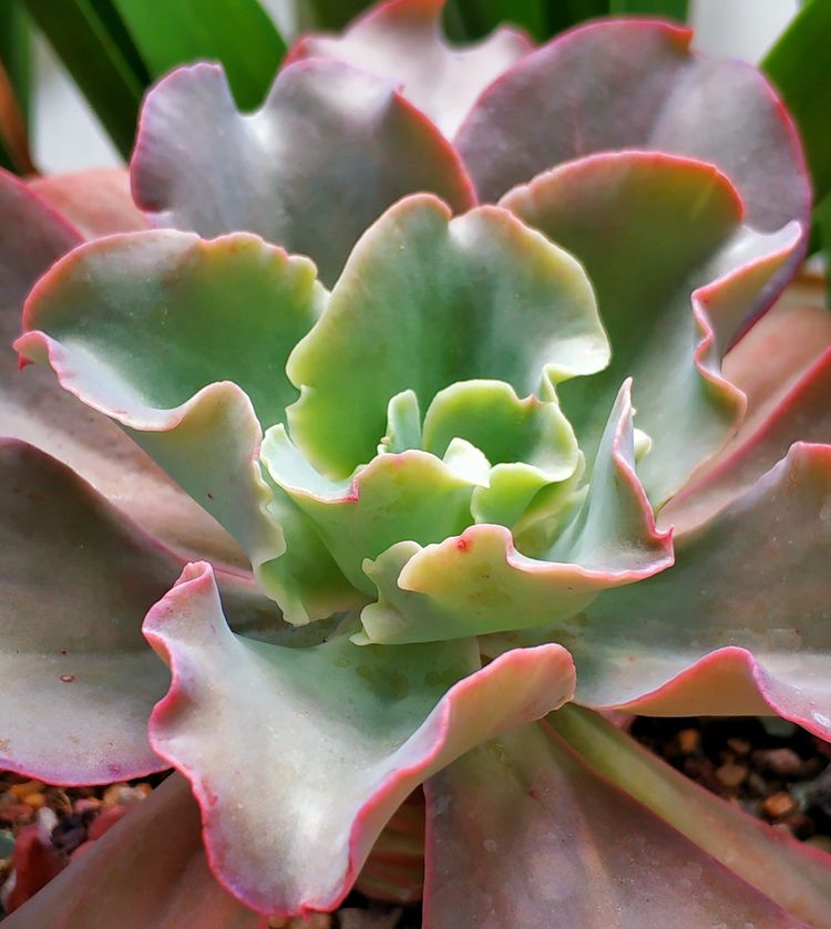 记录多肉长大的全过程,记录所有多肉成长过程