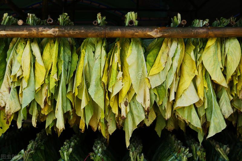 粮仓稻谷遭虫蛀如何治？老农六土法，稻谷储存一年都没事