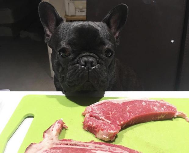 法斗犬对主人使坏,处理法斗犬