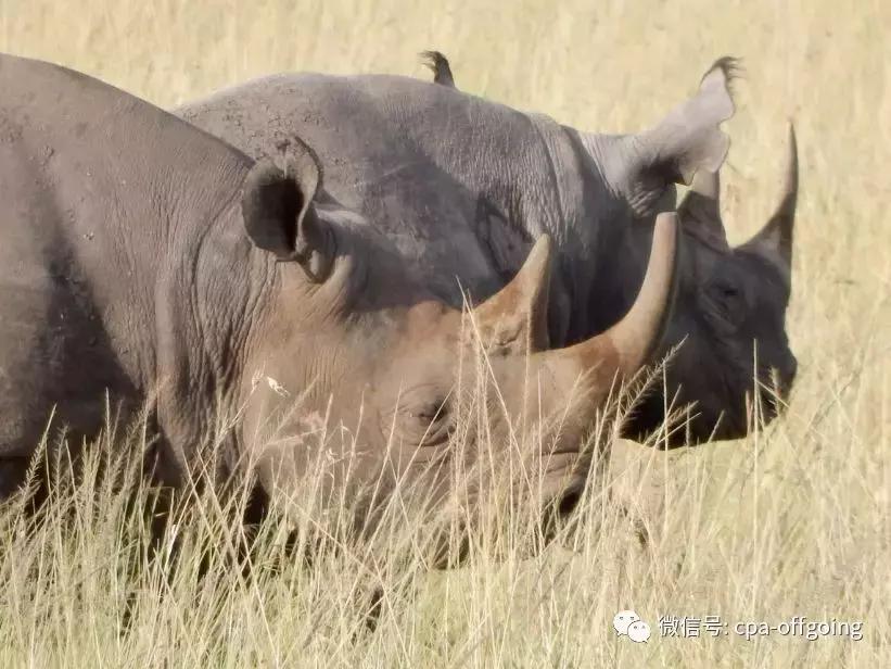这个野奢的国度,欧美、日韩人都爱去,为何我们国家没人去?