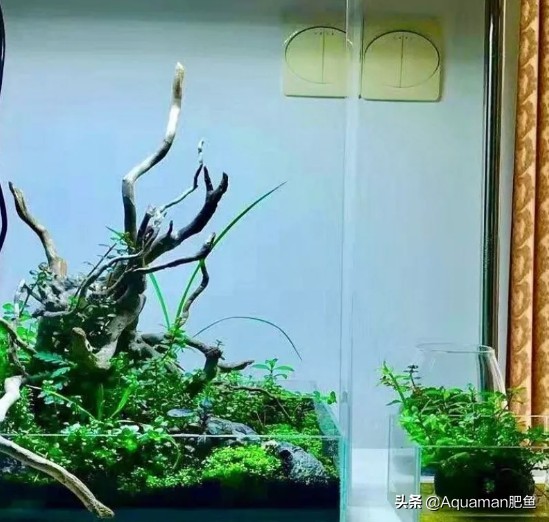 便宜又好养的水草推荐,好养又便宜的水草推荐